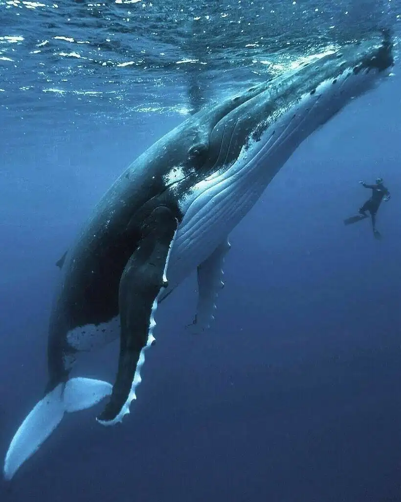extrém méretek, félelem, fóbiák, fotóválogatás, gigantikus gépek, lenyűgöző építmények, Megalofóbia, nagy méretek, óriási tárgyak, szorongás
