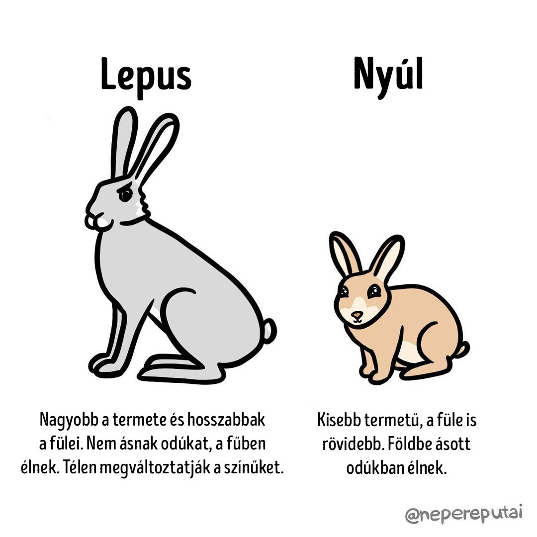 asztronauta, epilálás, harmonika, kozmonauta, különbség, megkülönböztetés, szőrtelenítés, vegán, vegetáriánus