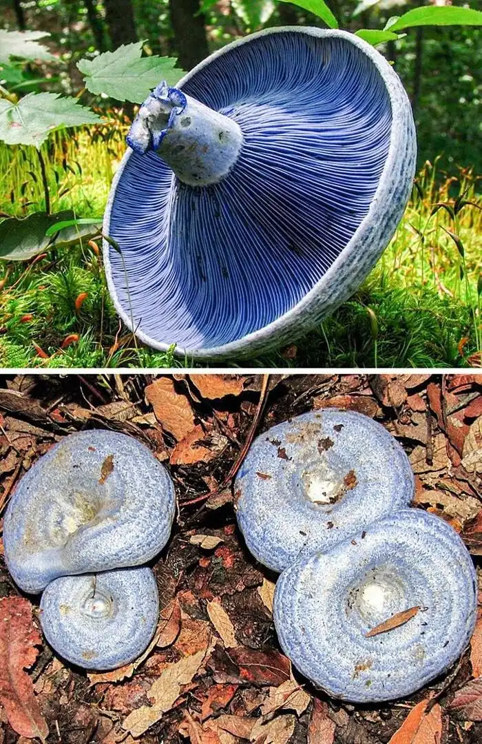 Állatvilág, Bonsai, egyedi dolgok, Érdekes tények, geológia, meteorit, Ritka dolgok, Szokatlan jelenségek, természeti jelenségek, történelem