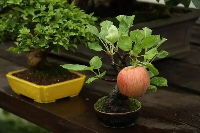 Állatvilág, Bonsai, egyedi dolgok, Érdekes tények, geológia, meteorit, Ritka dolgok, Szokatlan jelenségek, természeti jelenségek, történelem