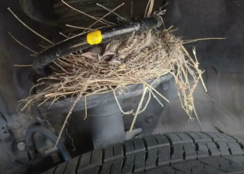 24 látványos eset, amikor az autószerelőknek elakadt a szava