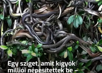 Egy sziget, amit kígyók milliói népesítettek be – miért nem tud egy ember néhány órát sem túlélni a Queimada Grandén