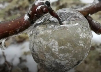 „Szellem alma”: egy ritka természeti jelenség. Elmagyarázom, hogyan jön létre