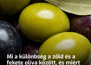 Mi a különbség a zöld és a fekete olíva között, és miért kell elérnünk egy bizonyos kort ahhoz, hogy megkedveljük őket?