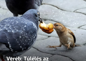 Veréb: Túlélés az tápláléklánc alján. Csodák sora tárul fel, ha közelebbről megfigyeled ezt a madarat