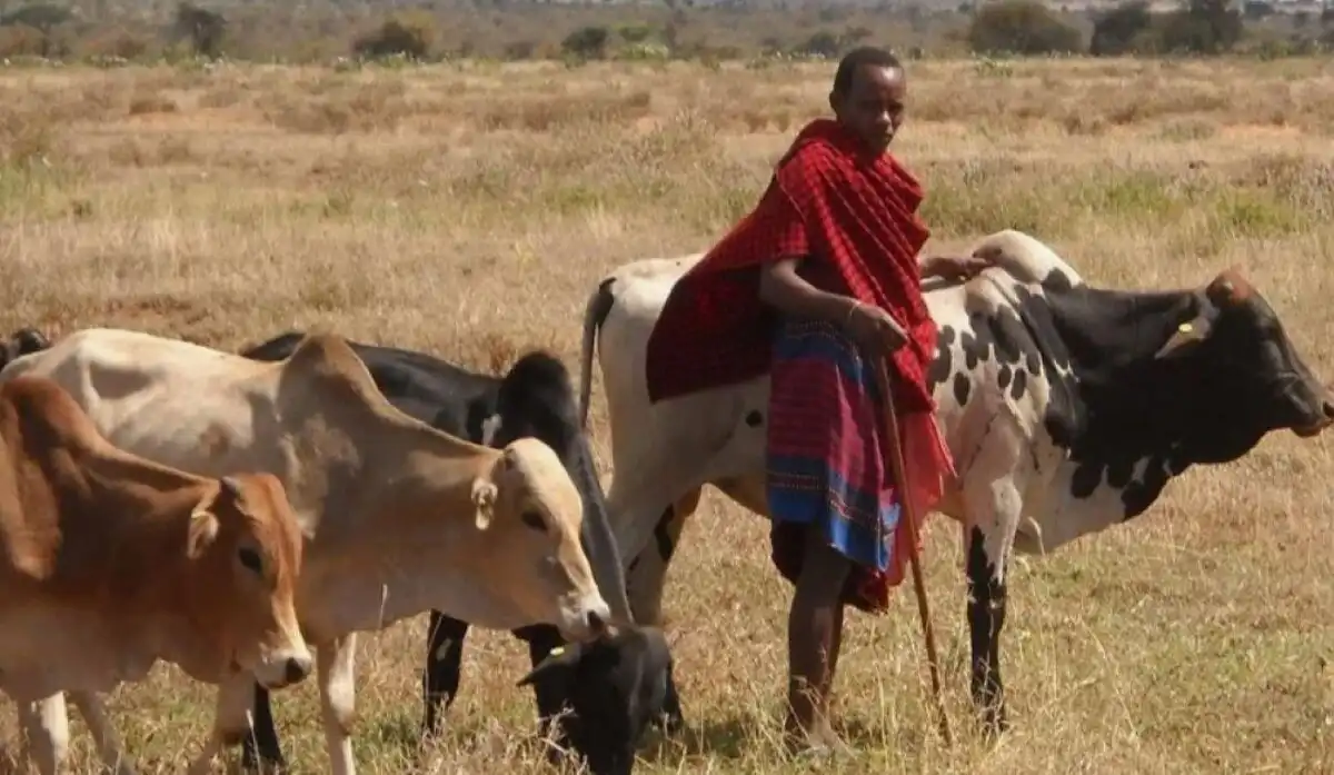 afrika, afrikai törzsek, busmanok, csevák, hagyományok, hamarok, Kultúra, maszájok, szokások, vodaabék