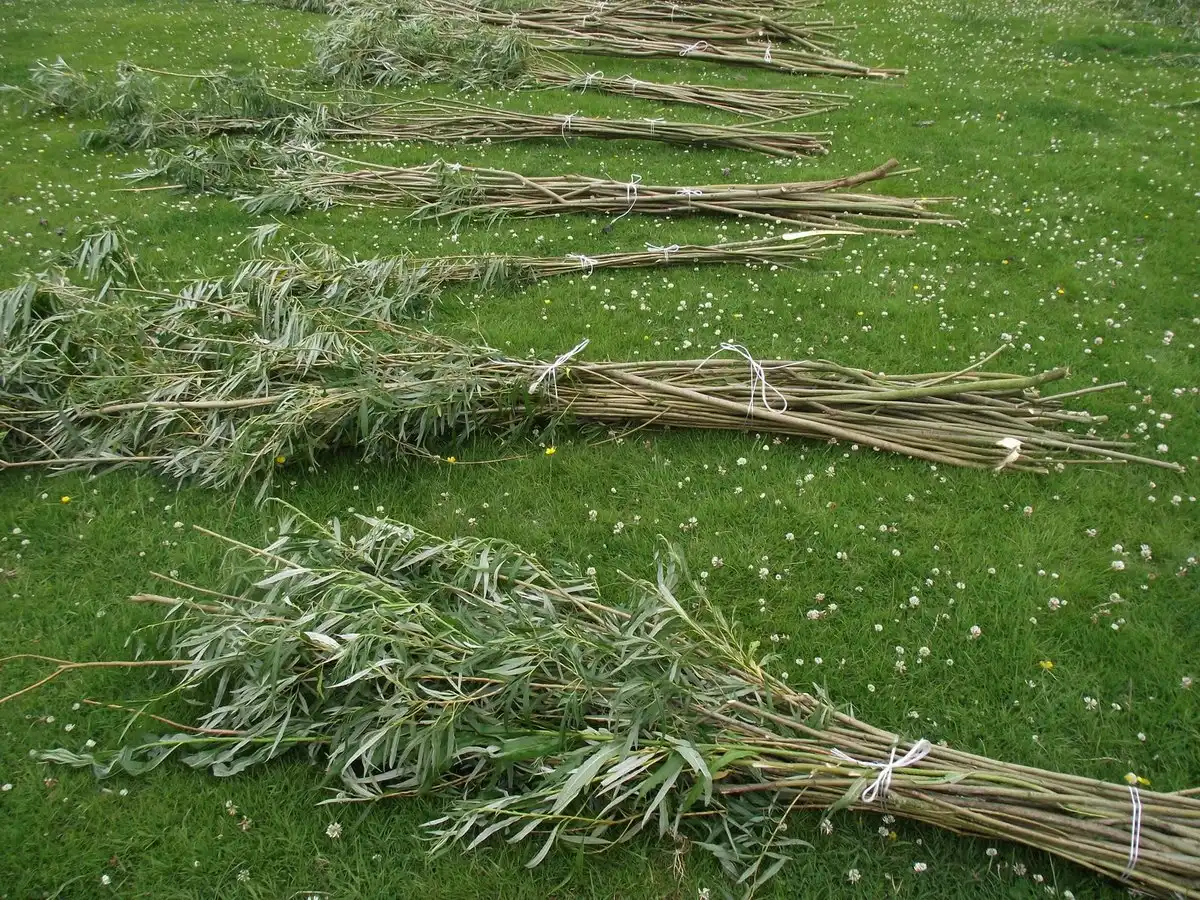 betörés, biztonság, dekoráció, DIY, dugvány, esztétika, fűzfa, ház, kerítés, kertépítés, kertészkedés, környezetbarát, magánélet, növények, otthon, sövény, telek, természet, tippek, trükkök, ültetés, védelem