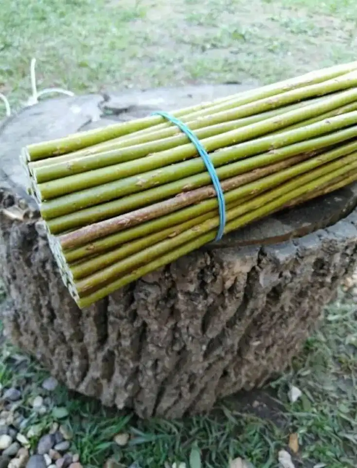 betörés, biztonság, dekoráció, DIY, dugvány, esztétika, fűzfa, ház, kerítés, kertépítés, kertészkedés, környezetbarát, magánélet, növények, otthon, sövény, telek, természet, tippek, trükkök, ültetés, védelem