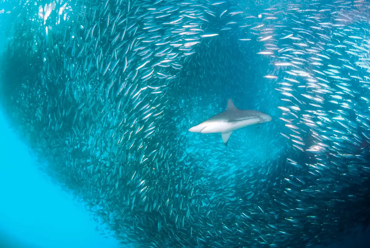 állati intelligencia, állati védekezés, cápa, cápa vs delfin, csapatmunka állatoknál, delfin, óceáni ragadozók, ragadozó-zsákmány, tengeri élővilág, tengeri ragadozók