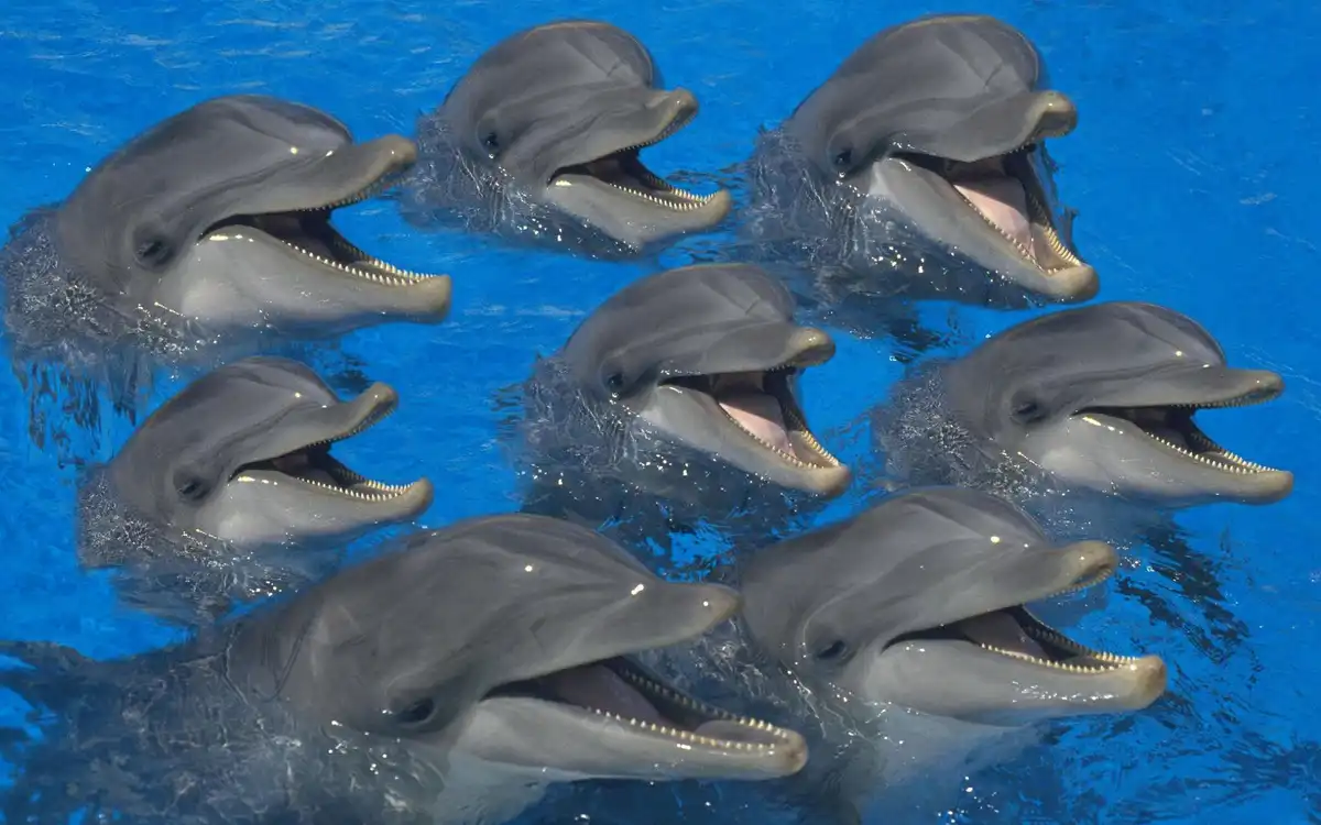 állati intelligencia, állati védekezés, cápa, cápa vs delfin, csapatmunka állatoknál, delfin, óceáni ragadozók, ragadozó-zsákmány, tengeri élővilág, tengeri ragadozók