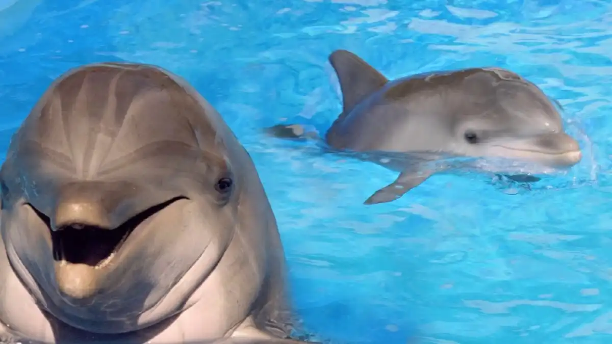 állati intelligencia, állati védekezés, cápa, cápa vs delfin, csapatmunka állatoknál, delfin, óceáni ragadozók, ragadozó-zsákmány, tengeri élővilág, tengeri ragadozók