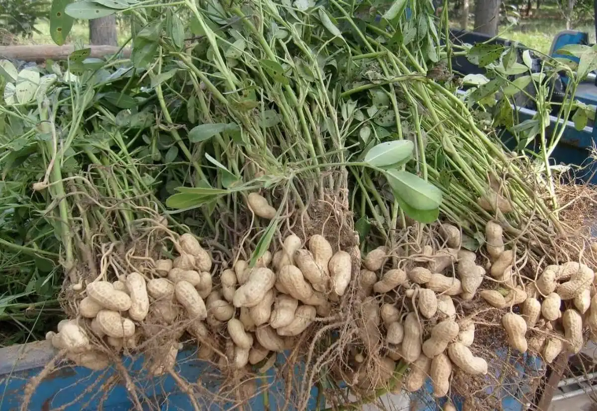 allergia, amerikai reggeli, B-vitaminok, egészséges étel, érelmeszesedés, fehérjeforrás, földimogyorókrém, mogyoróvaj, mogyoróvaj története, súlykontroll