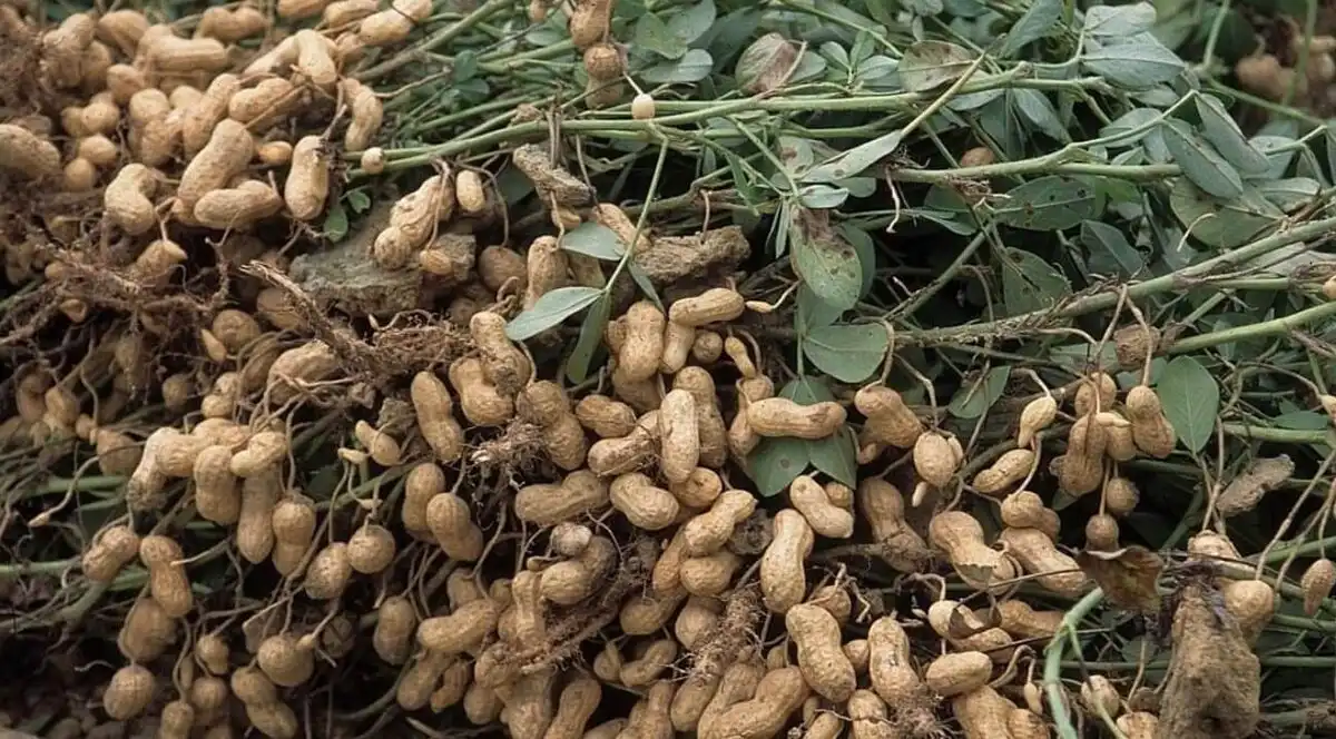 allergia, amerikai reggeli, B-vitaminok, egészséges étel, érelmeszesedés, fehérjeforrás, földimogyorókrém, mogyoróvaj, mogyoróvaj története, súlykontroll
