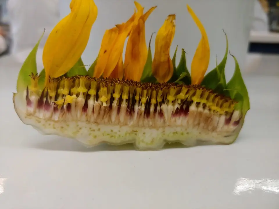 Belső, Érdekességek, fotógyűjtemény, Külső, rejtett dolgok