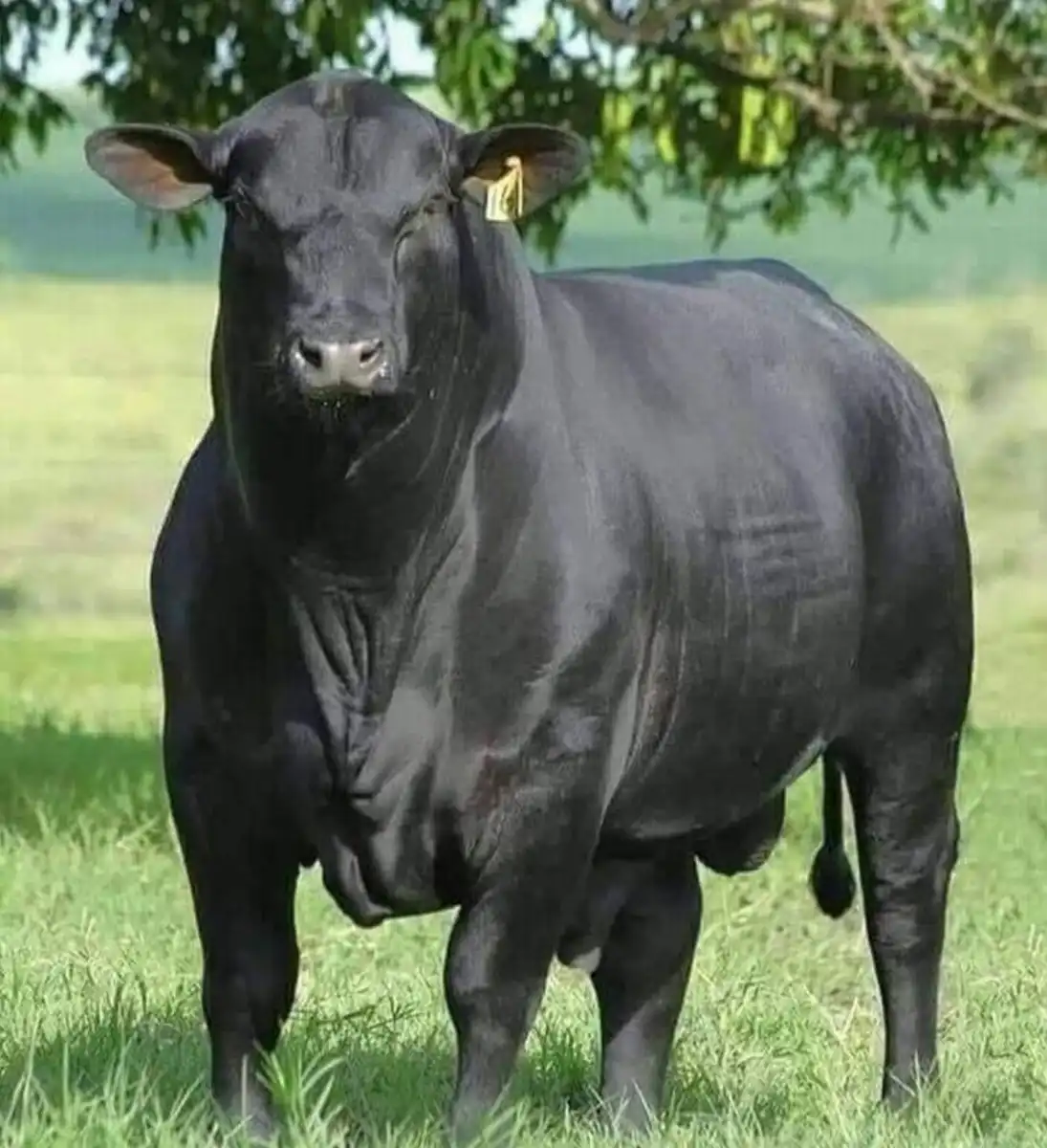 bizarr, extrém, különleges, látványos, meglepő, méret, óriás, rekord, tárgyak, természet