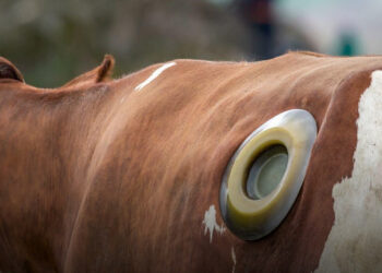 Miért van néhány tehénnek lyuk az oldalán?