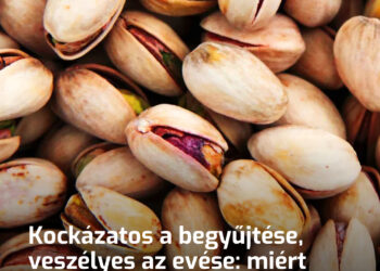 Kockázatos a begyűjtése, veszélyes az evése: miért éjszaka gyűjtik a pisztáciát, és miért kerül 1 kiló majdnem tízezer forintba