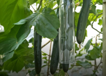 Miért vettek a gazdag hölgyek uborkaegyenesítőket a 19. századi Angliában?