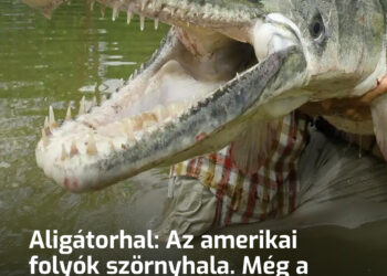 Aligátorhal: Az amerikai folyók szörnyhala. Még a krokodilok sem mernek vele ujjat húzni, és a páncélját késsel sem lehet átütni