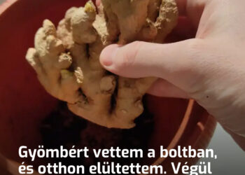 Gyömbért vettem a boltban, és otthon elültettem. Végül ez lett a valaha volt leggyorsabban növekvő növényem