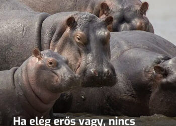 Ha elég erős vagy, nincs szükséged intelligenciára: 7 csúnya tény a vízilovak életéből