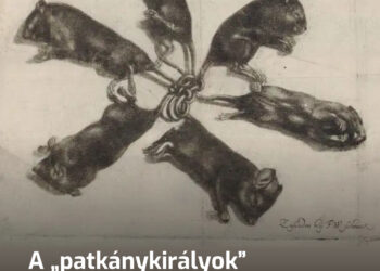 A „patkánykirályok” hátborzongató jelensége. Hogyan születnek és milyenek élőben?