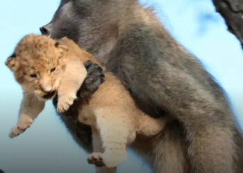 Miért lopnak a majmok oroszlánkölyköket?