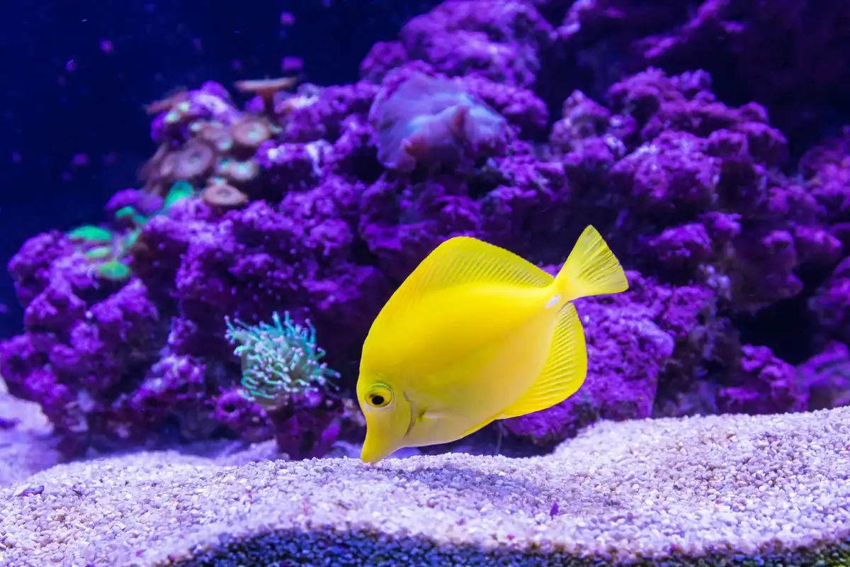biolumineszcencia, Föld vize eredete, galéria, kardszárnyú delfin, megmagyarázhatatlan jelenségek, óceán rejtélyei, óceáni hangok, óceáni műanyagszennyezés, tengerbiológia, tengerfenék kutatás, Yonaguni emlékmű