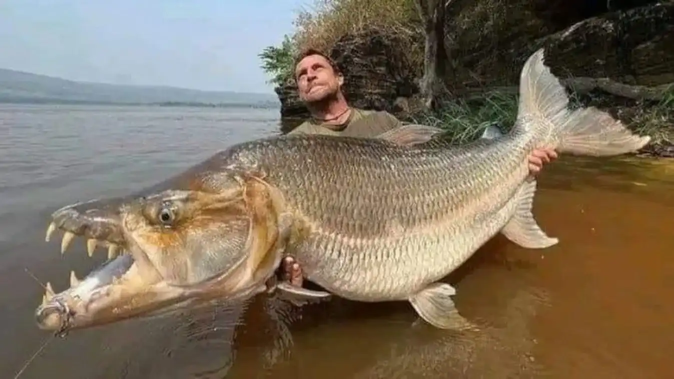 Afrikai halak, Édesvízi ragadozó, Extrém horgászat, Goliát tigrishal, Hydrocynus goliath, Kongó folyó, Mbenga, Óriás halak, Ragadozó halak, Veszélyes halak