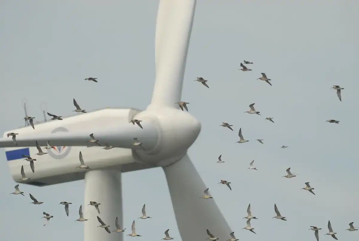 Dilemma, energia, fenntarthatóság, hatás, környezetvédelem, Ökológia, szélerőmű, technológia, természet, vadvilág
