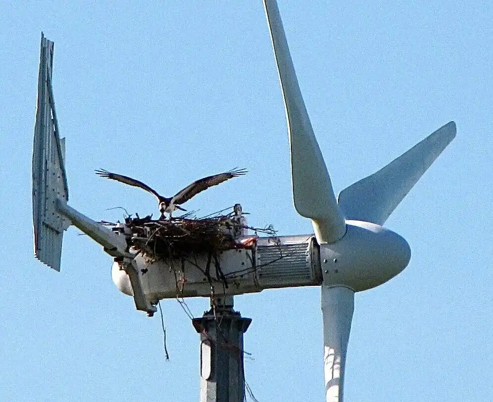 Dilemma, energia, fenntarthatóság, hatás, környezetvédelem, Ökológia, szélerőmű, technológia, természet, vadvilág