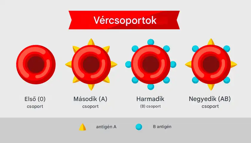 anémia, aranyvér, egészség, genetika, mutáció, Rh-faktor, ritkaság, terhesség, véradás, vércsoport