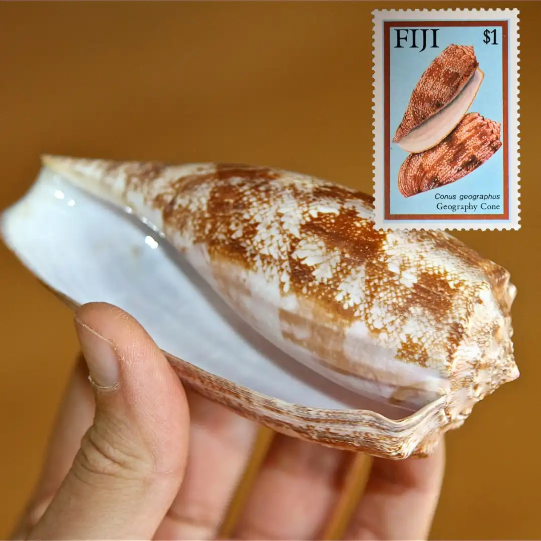 Állatok, búvárkodás, egyiptom, mérgező, szerencse, tenger, történet, túlélés, utazás, veszély