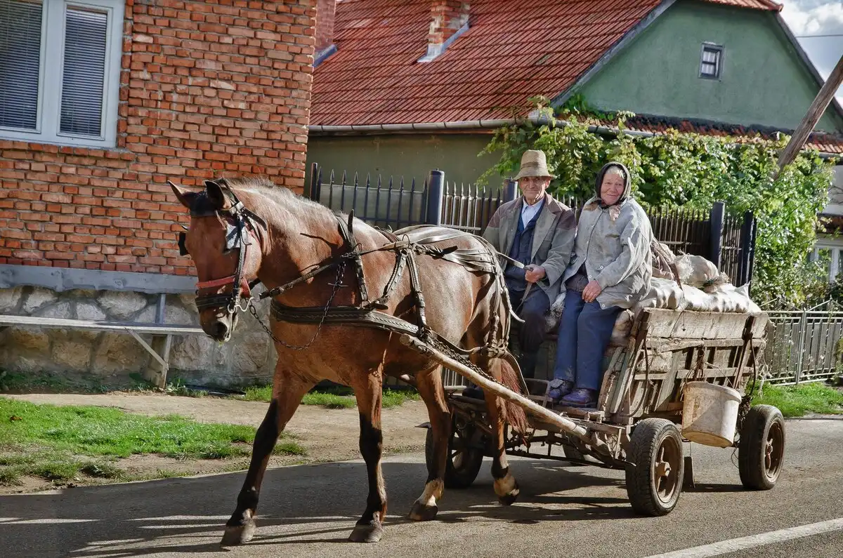 Állatvédelem, Háziasítás, ló, Pata, Patkó, Patkolás, szimbólum, technológia, természet, történelem