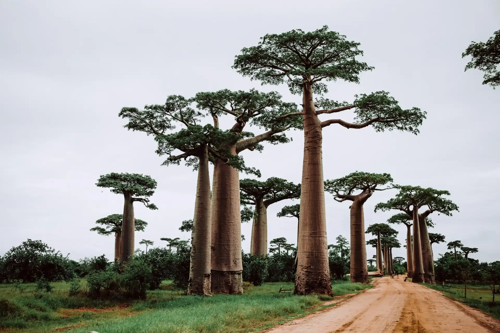 afrika, Éghajlat, Élővilág, földrajz, Gazdaság, Kultúra, Madagaszkár, népesség, sziget, történelem