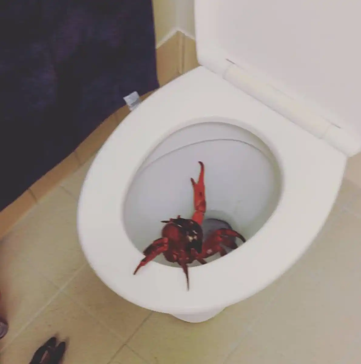 állatok, Ausztrália, bizarr, félelmetes, furcsa, ijesztő, különleges, sokféleség, természet, vadvilág