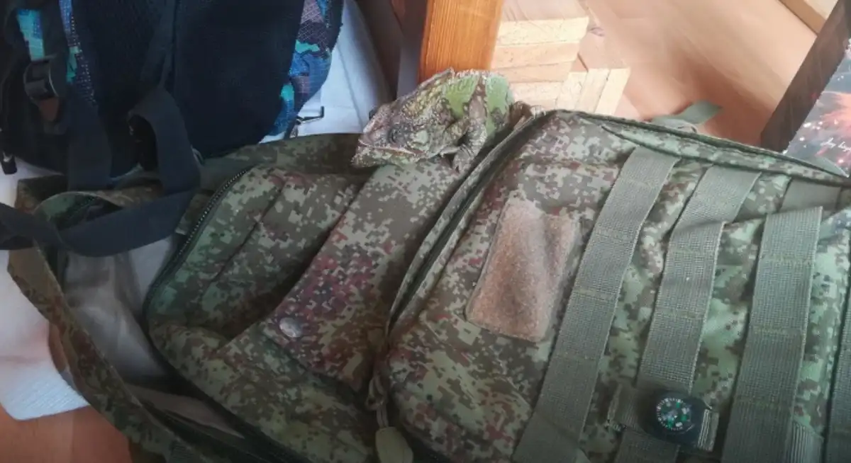 Állatok, csodák, Érdekességek, felfedezés, jelenségek, látvány, meglepetés, ritkaságok, színek, természet