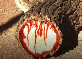 Hihetetlen világ keresztmetszetben: 15 lenyűgöző dolog félbevágva