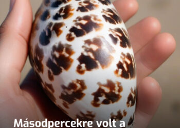 Másodpercekre volt a haláltól, mert azt gondolta, hogy ez csak egy ártalmatlan kagyló