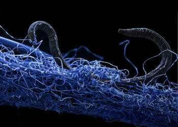 A Föld belsejében körülbelül 20 milliárd tonna össztömegű élőlények élnek