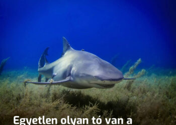 Egyetlen olyan tó van a Földön, amiben vad cápák élnek. Hol van ez pontosan, és miért élnek ott?