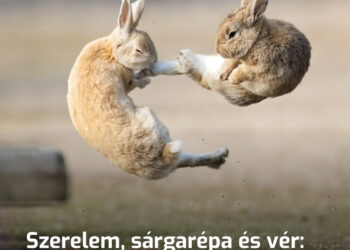 Szerelem, sárgarépa és vér: miért verik meg a nőstény nyulak a hím nyulakat párzás előtt?