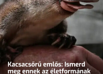 Kacsacsőrű emlős: Ismerd meg ennek az életformának a teljes idegenségét. Itt minden tény a természet csodája