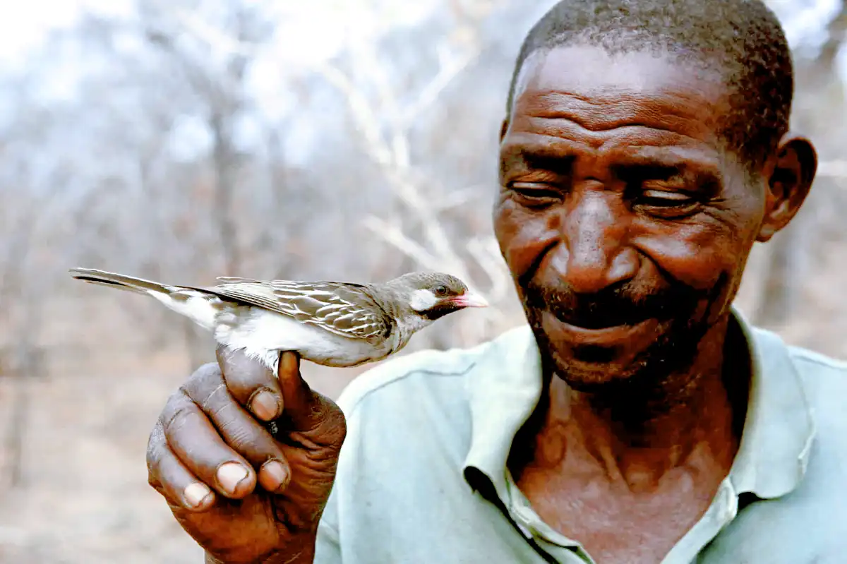 afrika, Együttműködés, ember, hagyomány, kommunikáció, madár, Méz, Mézkalauz, természet, vadászat