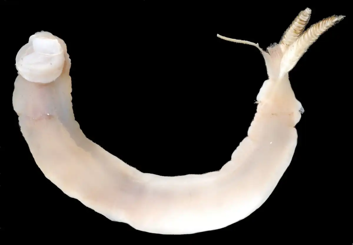 Állatvilág, Biomimikri, gasztronómia, hajózás, Invázió, klíma, Mérnökség, tenger, természet, történelem