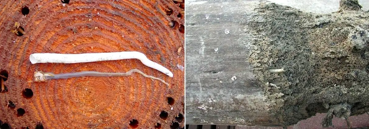 Állatvilág, Biomimikri, gasztronómia, hajózás, Invázió, klíma, Mérnökség, tenger, természet, történelem