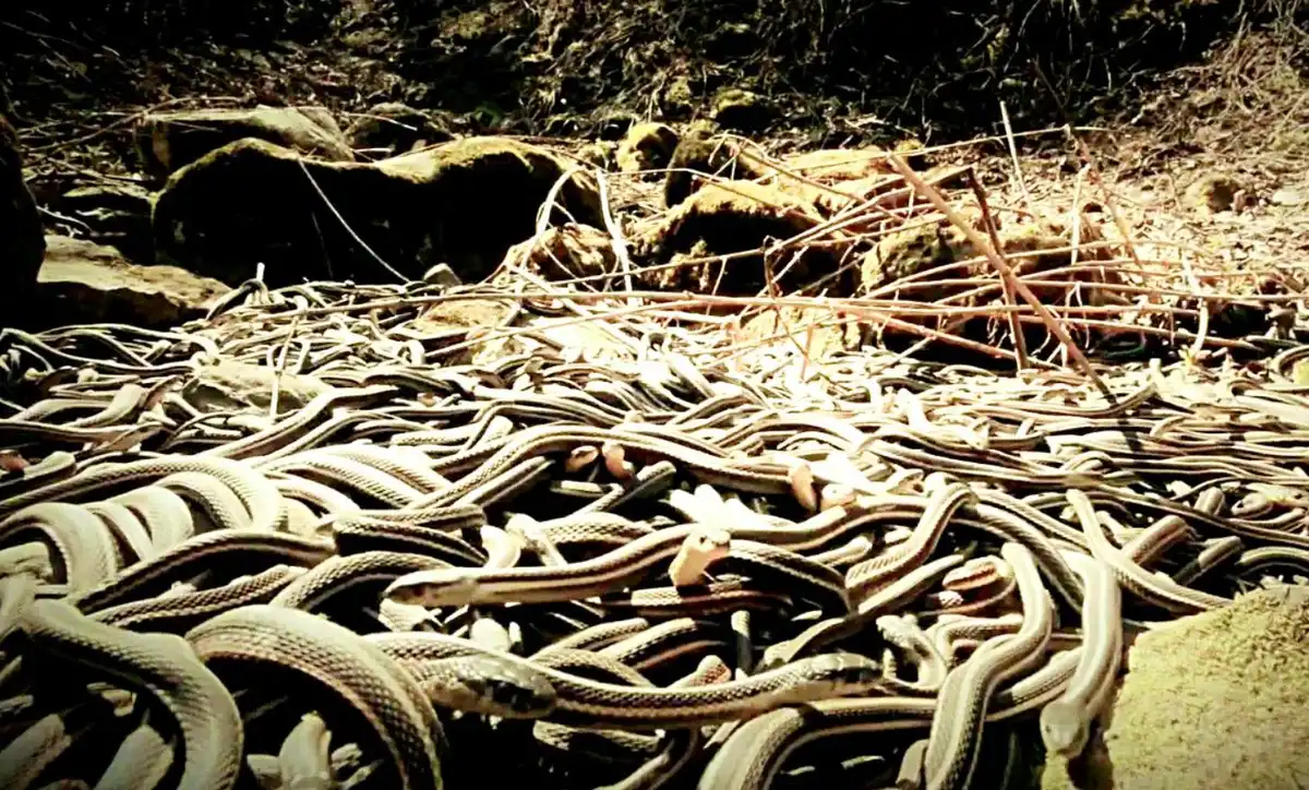 Brazília, kígyók, kockázat, legenda, méreg, sziget, természet, Tiltott, veszély, világítótorony