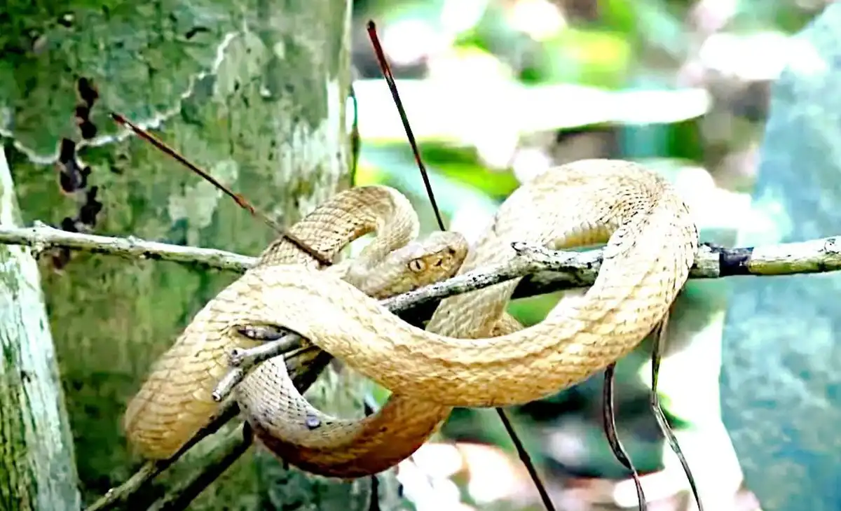 Brazília, kígyók, kockázat, legenda, méreg, sziget, természet, Tiltott, veszély, világítótorony