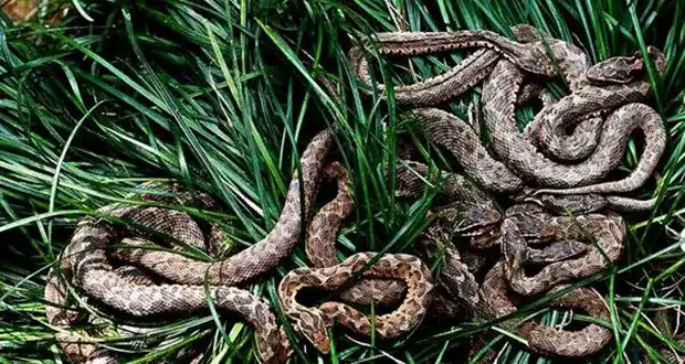 Brazília, kígyók, kockázat, legenda, méreg, sziget, természet, Tiltott, veszély, világítótorony