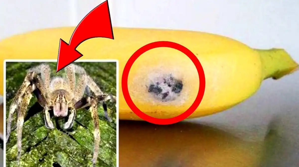 babona, Banán, hajózás, hiedelmek, kereskedelem, Kultúra, mítosz, tengerészet, történelem, veszély